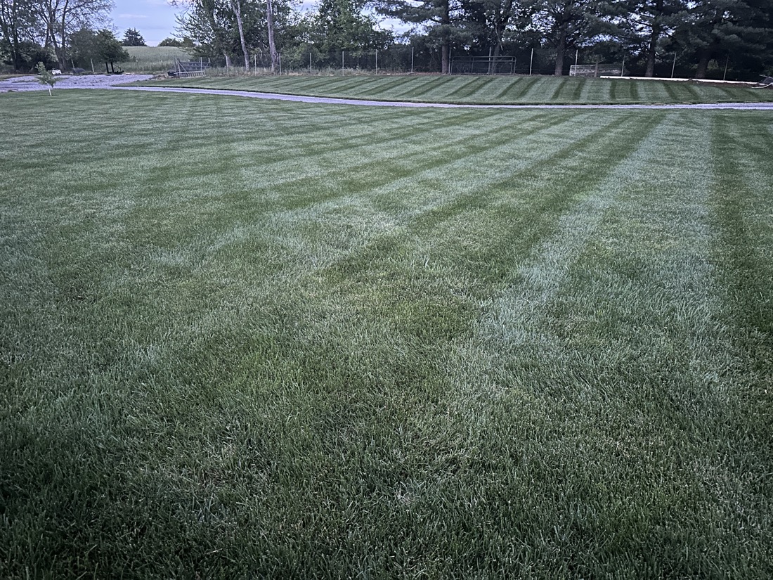 Thick, dark green lawn after a Phenomelawn fertilization and weed control program