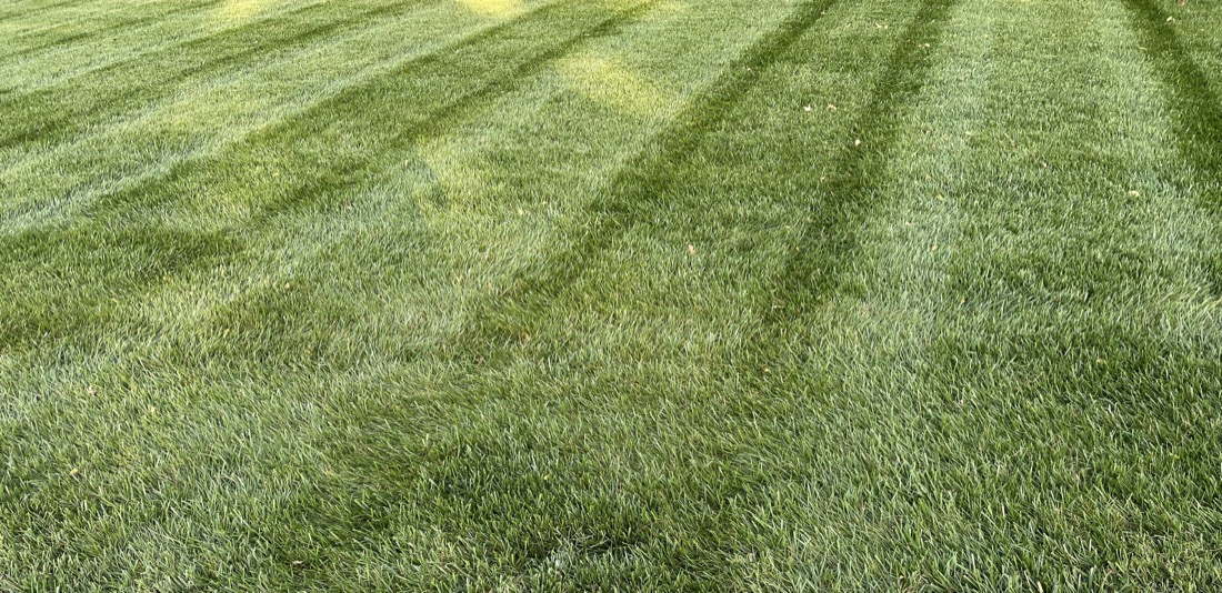 Crisp striped lawn after a Phenomelawn treatment