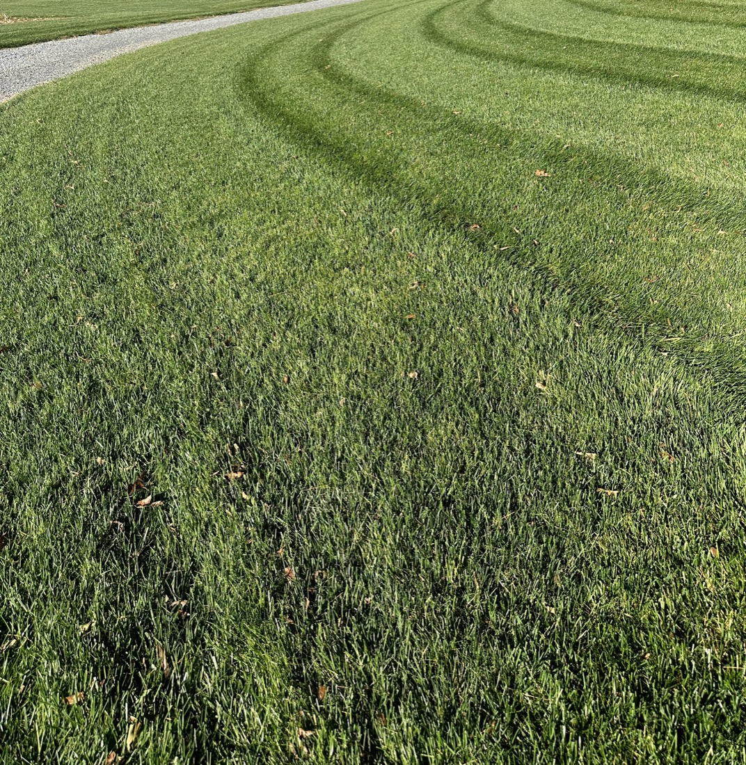 Healthy, weed-free green lawn treated by Phenomelawn in the Tri-Cities